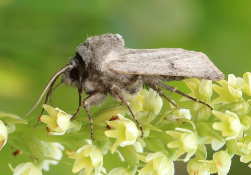 Falena del Moncenisio - Agrotis cinerea